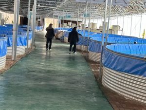 实干争春，电科峰泰智慧养殖、智慧农贸等多个项目...