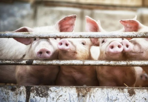 养猪也能智能化，传统养殖行业步入智慧养殖新时代