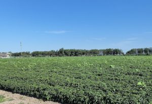 新疆乌苏市现代农业产业示范园项目