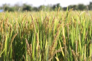 扎实推进高标准农田建设 促进粮食丰产丰收