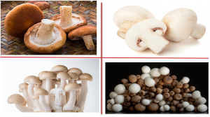 【智慧农业】智慧菌菇房推进食用菌产业数字化发展