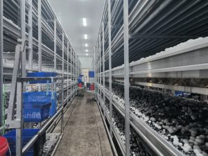 智慧菌菇房：科技驱动食用菌产业智能化升级