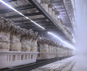 电科峰泰食用菌智能化系统：科技赋能农业，开启“数...