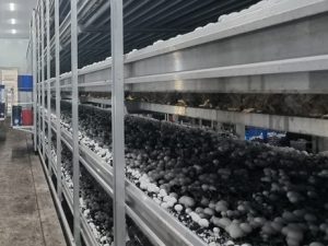 电科峰泰?智慧菌菇种植系统平台：精准把控菌菇生产...